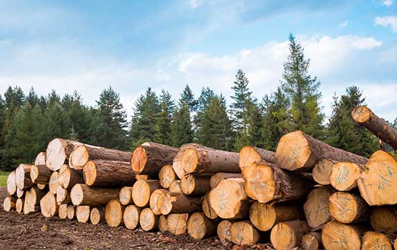 Forestry Raw